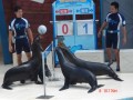 花蓮海洋公園-海豹玩排球照片