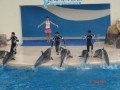 花蓮海洋公園-可愛的海豚照片
