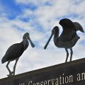 黑面琵鷺保育研究中心 & 黑面琵鷺保護區-黑面琵鷺保育研究中心 & 黑面琵鷺保護區照片