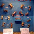 竹灣螃蟹博物館-竹灣螃蟹博物館照片