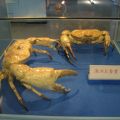 竹灣螃蟹博物館-竹灣螃蟹博物館照片