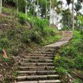 草嶺茄苳步道-草嶺茄苳步道照片