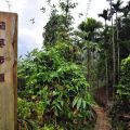 草嶺茄苳步道-草嶺茄苳步道照片