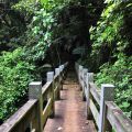 草嶺茄苳步道-草嶺茄苳步道照片