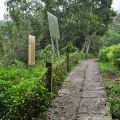 草嶺峭壁步道-草嶺峭壁步道照片