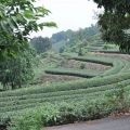 坪頂觀光茶園(雲頂休閒茶園)-坪頂觀光茶園(雲頂休閒茶園)照片