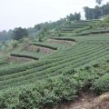 坪頂觀光茶園(雲頂休閒茶園)照片