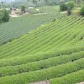 坪頂觀光茶園(雲頂休閒茶園)