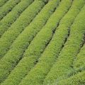 坪頂觀光茶園(雲頂休閒茶園)-坪頂觀光茶園(雲頂休閒茶園)照片