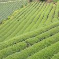 坪頂觀光茶園(雲頂休閒茶園)