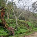 石壁山嘉南雲峰步道-石壁山嘉南雲峰步道照片