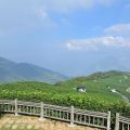 碧湖山觀光茶園-碧湖山觀光茶園照片