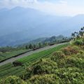 碧湖山觀光茶園-碧湖山觀光茶園照片