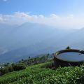 碧湖山觀光茶園-碧湖山觀光茶園照片