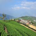 碧湖山觀光茶園-碧湖山觀光茶園照片