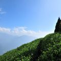 碧湖山觀光茶園-碧湖山觀光茶園照片