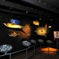 柴魚博物館-柴魚博物館照片