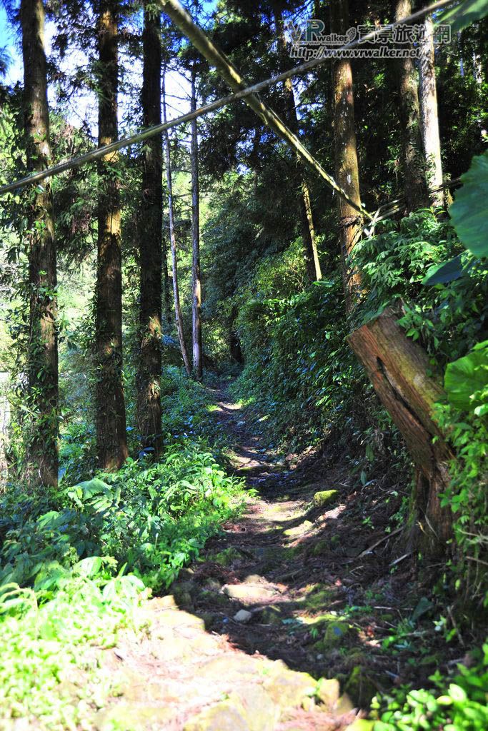 木馬棧道經過大片的柳杉純林