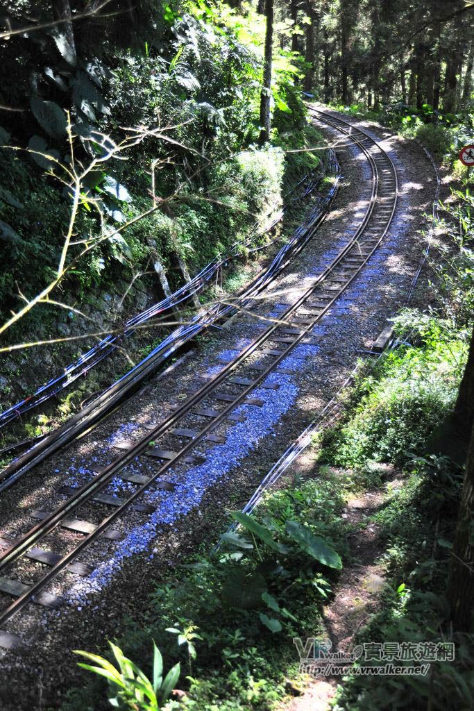 步道下方就是阿里山森林鐵道