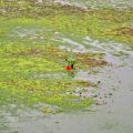 西瀛虹橋(彩虹橋)-西瀛虹橋(彩虹橋)照片