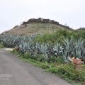 青灣仙人掌公園-青灣仙人掌公園照片