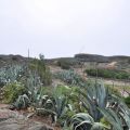 青灣仙人掌公園-青灣仙人掌公園照片