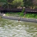 天鵝湖環保水上公園(埤寮埤)-天鵝湖環保水上公園(埤寮埤)照片