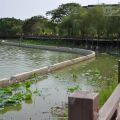 天鵝湖環保水上公園(埤寮埤)-天鵝湖環保水上公園(埤寮埤)照片