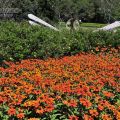 清境小瑞士花園(思源池)-清境小瑞士花園(思源池)照片