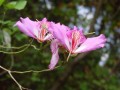 柴山自然公園(壽山)-路邊的花朵~~不要採照片