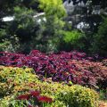 台光香草教育農園(台光香草園,埔里香草休閒農場)-台光香草教育農園(台光香草園)照片