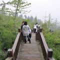 銀杏林景觀步道-銀杏林景觀步道照片