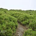 合歡山主峰登山口-合歡山主峰登山口照片