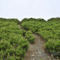 合歡山主峰登山口-合歡山主峰登山口照片