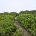 合歡山主峰登山口-合歡山主峰登山口照片