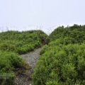 合歡山主峰登山口-合歡山主峰登山口照片