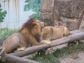 壽山動物園-獅子們真恩愛照片