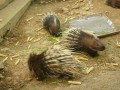 壽山動物園-刺蝟照片