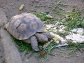 壽山動物園-動物園裡還有許多常見的動物照片