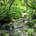 松羅國家步道 & 松羅湖-松羅國家步道 & 松羅湖照片