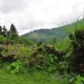 太平山國家森林遊樂區-太平山國家森林遊樂區照片