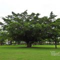 宜蘭運動公園-宜蘭運動公園照片