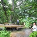 棲蘭國家森林遊樂區