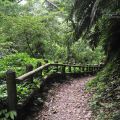 棲蘭國家森林遊樂區