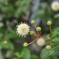 花泉農場-花泉農場照片