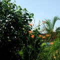 蘭科植物園-台南市 蘭科植物園照片