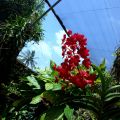 蘭科植物園-台南市 蘭科植物園照片