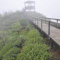 樟空崙山茶園照片