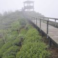 樟空崙山茶園-樟空崙山茶園照片