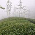 樟空崙山茶園-樟空崙山茶園照片